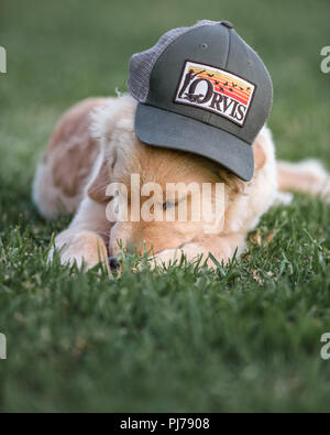 Huntington Beach, CA. Quatre mois, chiot golden retriever wearing baseball hat in local Huntington Beach, CA Park , le 23 août 2018. Credit : Benj Banque D'Images