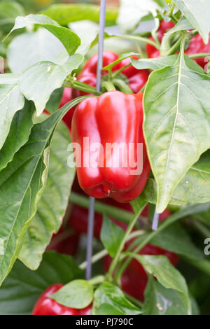 Capsicum annuum. Le poivron 'Popti' grandir un cadre. Banque D'Images