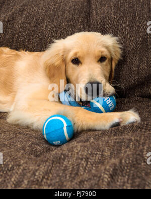 Huntington Beach, CA. Golden retreiver chiot jouer avec un petit tas de balles de tennis qui grince, bleu sur la table le 30 août 2018. Credit : Benjamin Banque D'Images