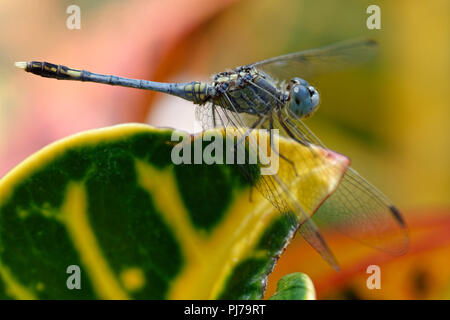 Croton sur Dragon Fly, une mise au point de la tête au bout de queue, ailes pas dans l'accent, super pour la taille de l'affiche Banque D'Images