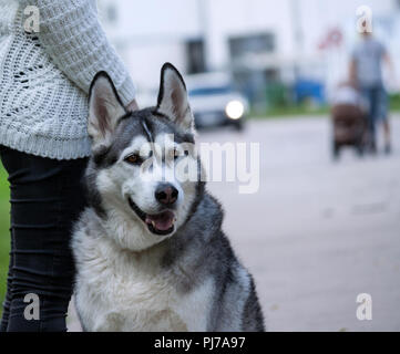 Une fille en jean noir et un pull blanc est debout avec un chien de race Alaskan Malamute, dans l'arrière-plan la ville est floue, les gens et la machine Banque D'Images