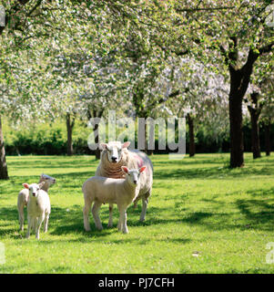 Moutons en beau verger au printemps, en Angleterre, selective focus Banque D'Images