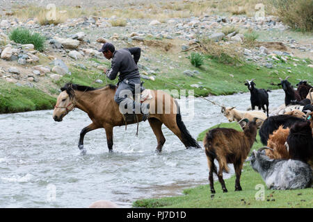 Un herder essaie d'obtenir son troupeau de moutons traversant une rivière dans la province de Khovd, la Mongolie. Banque D'Images