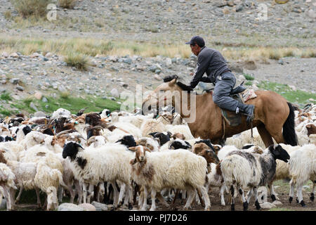 Un herder essaie d'obtenir son troupeau de moutons traversant une rivière dans la province de Khovd, la Mongolie. Banque D'Images