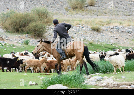 Un herder essaie d'obtenir son troupeau de moutons traversant une rivière dans la province de Khovd, la Mongolie. Banque D'Images