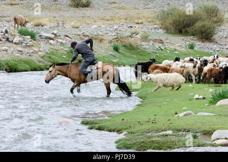 Un herder essaie d'obtenir son troupeau de moutons traversant une rivière dans la province de Khovd, la Mongolie. Banque D'Images