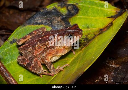 Un crapaud à crête (Ingerophrynus divergens) sur le sol de la forêt dans la nuit dans le parc national de Gunung Gading, Sarawak, l'Est de la Malaisie, Bornéo Banque D'Images