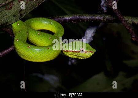 Un Pit Viper carénées Bornéo (Tropidolaemus subannulatus) en position d'embuscade dans la nuit dans le parc national de Gunung Gading, Sarawak, l'Est de la Malaisie, Bornéo Banque D'Images