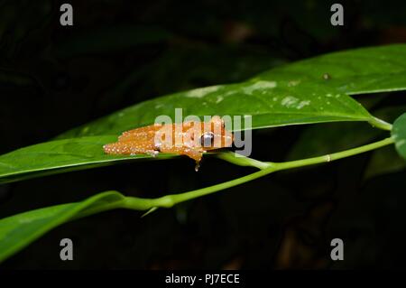 Une grenouille de cannelle (Nyctixalus pictus) hunkered down sur une feuille dans la forêt tropicale à Gunung Gading National Park, Sarawak, l'Est de la Malaisie, Bornéo Banque D'Images