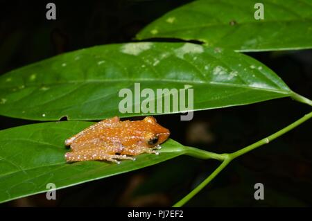 Une grenouille de cannelle (Nyctixalus pictus) hunkered down sur une feuille dans la forêt tropicale à Gunung Gading National Park, Sarawak, l'Est de la Malaisie, Bornéo Banque D'Images