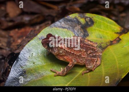 Un crapaud à crête (Ingerophrynus divergens) sur le sol de la forêt dans la nuit dans le parc national de Gunung Gading, Sarawak, l'Est de la Malaisie, Bornéo Banque D'Images