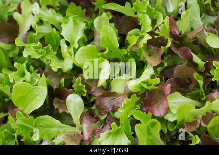 Mélange de salade de feuilles. Banque D'Images