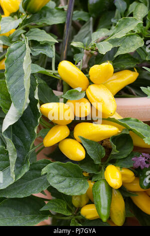 Capsicum annuum. Le poivre au citron, 'Sweet Dream' fruit. Banque D'Images