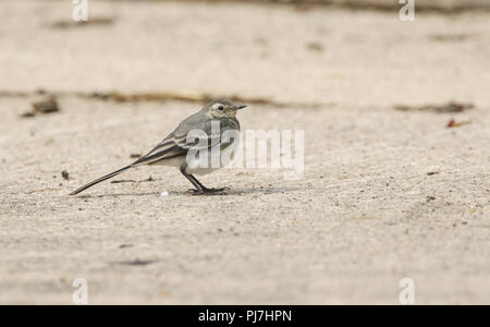 Une belle bergeronnette pie juvénile (Motacilla alba) percher sur le terrain de chasse des insectes à manger. Banque D'Images