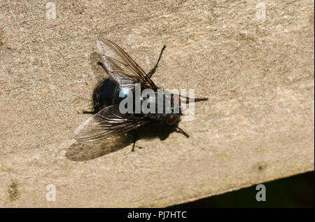 Une grande bleue ( Calliphoridae - Blow-flies ) Calliphora vicina, perché sur une clôture en bois dans les bois au Royaume-Uni. Banque D'Images