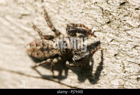 Un mignon Fence-Post Marpissa muscosa (Salticidae) la chasse sur une clôture en bois au Royaume-Uni. Banque D'Images