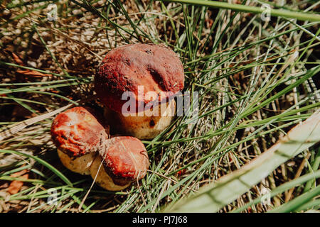 Récolté à l'automne des champignons comestibles boletus edulis (cèpes) connu sous le nom de cèpes. Banque D'Images