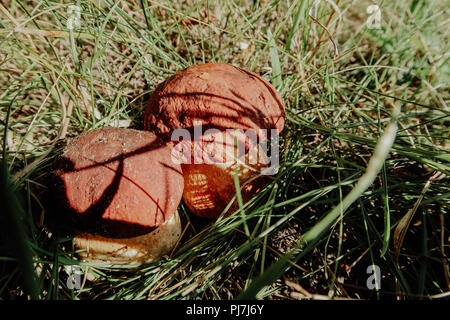 Récolté à l'automne des champignons comestibles boletus edulis (cèpes) connu sous le nom de cèpes. Banque D'Images