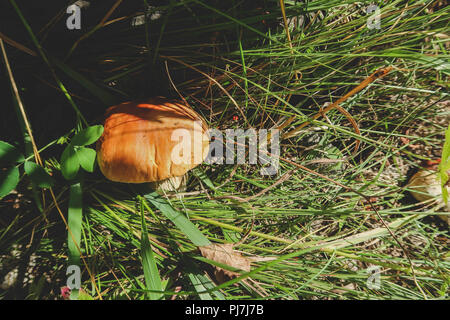 Récolté à l'automne des champignons comestibles boletus edulis (cèpes) connu sous le nom de cèpes. Banque D'Images