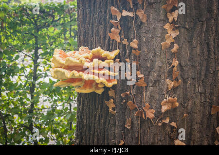 Grand plateau jaune et orange ou champignon pousse sur le tronc d'un arbre au début de l'automne. Banque D'Images