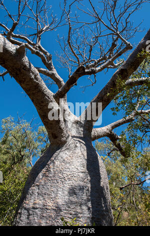 L'Australie, Australie occidentale, douteux, Bay Point radeau. Vieux arbres boab typique. Banque D'Images