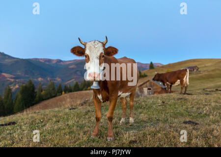 Belle vache brune pâturage sur la colline au lever du soleil dans les Carpates, Ukraine Banque D'Images