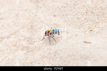 Une fête colorée Tiger Beetle (Cicindela scutellaris) sur sol sableux sur les plaines de l'est du Colorado Banque D'Images
