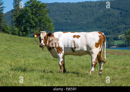 Belle vache en train de brouter dans un champ agricole Eidsbygda, la Norvège. Banque D'Images