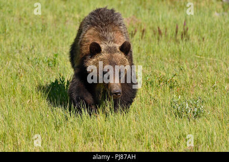 Une image paysage d'un jeune ours grizzli (Ursus arctos), à marcher de l'avant avec sa tête vers le bas à travers le pré vert dans des régions rurales de l'Alberta, Canada. Banque D'Images