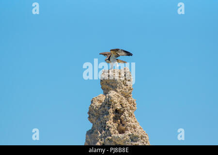 Un jeune jeune Osprey (haliaetvus pandit)se prépare à décoller d'une tour de tuf au lac Mono en Californie USA Banque D'Images