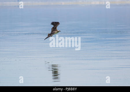 Jeune Jeune Osprey (pandit haliaetus) en vol qui avait été pondu dans un nid sur une tour de tuf au lac Mono en Californie USA Banque D'Images