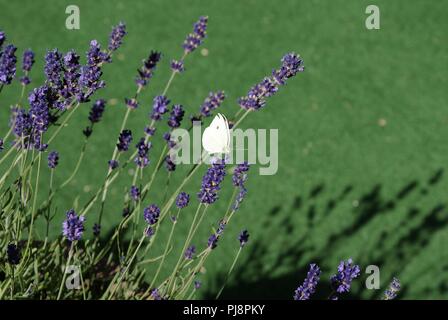 Le grand blanc chou fleur de lavande papillon sur le Banque D'Images