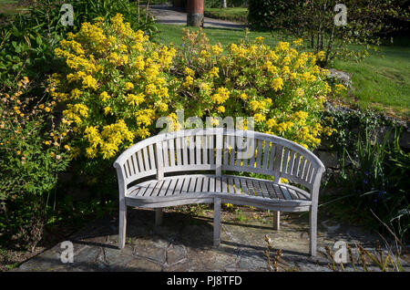 Flfowers jaune sur Aeonium arboreum dans un jardin de l'hôtel de Cornouailles en juin UK avec assise en bois galbé Banque D'Images