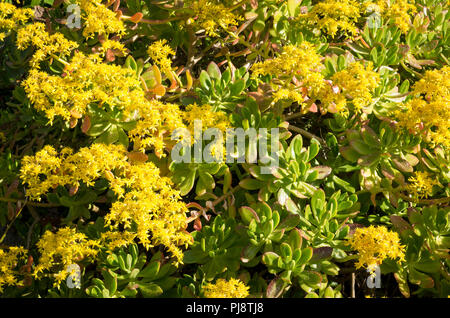 Flfowers jaune sur Aeonium arboreum dans un jardin cornouaillais en juin UK Banque D'Images