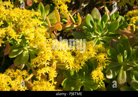 Flfowers jaune sur Aeonium arboreum dans un jardin cornouaillais en juin UK Banque D'Images