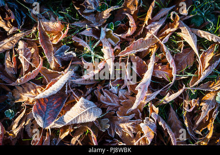 Feuilles de hêtre tombé dans la nuit givrée d'un jardin Anglais UK Banque D'Images