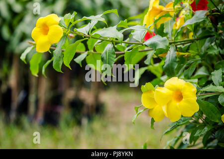 Fleur jaune sur un arbre Banque D'Images