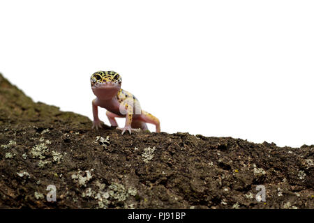 Gecko léopard debout sur un morceau de bois. Arrière-plan blanc. Banque D'Images