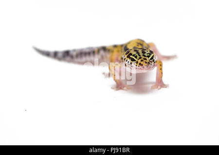 Lézard gecko léopard sur fond blanc Banque D'Images