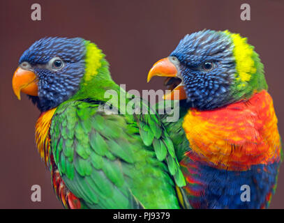 Rainbow lorikeet Trichoglossus moluccanus Banque D'Images