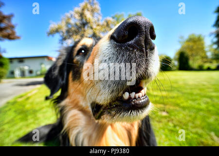 Nez d'un chien-American-Collie Retriever-Mischlings Hundenase American-Collie, von-Retriever-Mischlings Banque D'Images