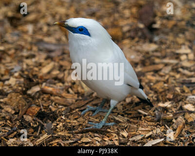 Rothschild Leucopsar mynah. rothschidli Portrait en captivité Banque D'Images