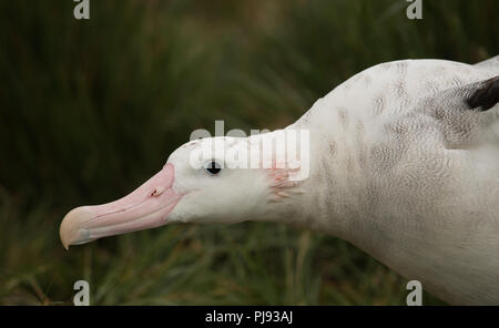 Une belle femelle marquée (Diomedia exulans Albatros sur Bird Island, Géorgie du Sud Banque D'Images