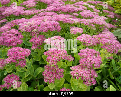 Sedum spectabile croissant dans Rosentella frontière jardin Banque D'Images