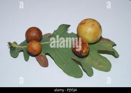Cynips quercusfolii gall feuille de chêne sur billes Banque D'Images