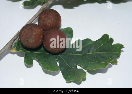 Cynips quercusfolii gall feuille de chêne sur billes Banque D'Images