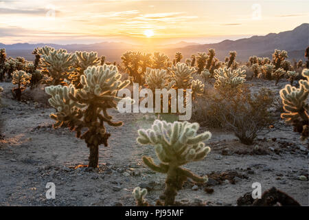 Cholla Cactus Garden au lever du soleil, le parc national Joshua Tree, California, USA Banque D'Images