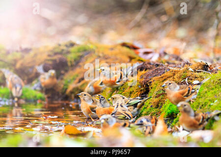 Forêt d'automne photo d'oiseaux sur un arrosoir sur une journée ensoleillée , la faune dans la période d'automne Banque D'Images