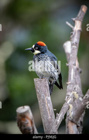 Femme Woddpecker (Melanerpes formicivorus Acorn) au Costa Rica Banque D'Images