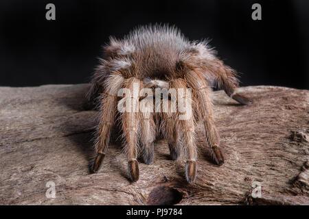 Un portrait d'un Texas brown tarantula. Il est orienté vers l'avant sur un morceau de bois. La photographie est définie sur un fond noir Banque D'Images